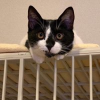 ケージの上に乗る猫