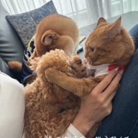 飼い主の膝の上に乗っているトイプーと猫