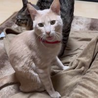 振り向く2匹の猫