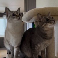 気になるものを目で追う2頭の猫