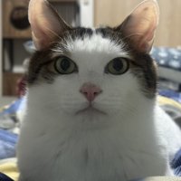 まっすぐ前を見る猫