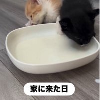並んでミルクを飲んでいる子猫