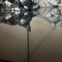 机に反射する猫2