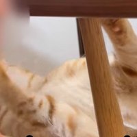 人のあごにほおずりをしている猫