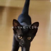 ぬいぐるみが見つからず怒る子猫