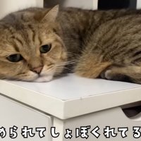 不満そうな表情で横になる猫