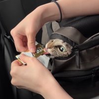リュックの隙間から顔を覗かせておやつを舐めている猫