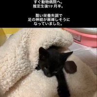 毛布に包まる子猫