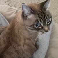 飼い主の膝に乗る猫