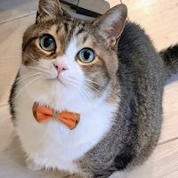 目をまん丸にして飼い主を見上げる猫