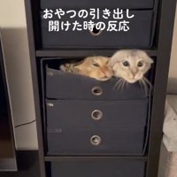 引き出しの中から頭だけ出している寄り目の2匹の猫