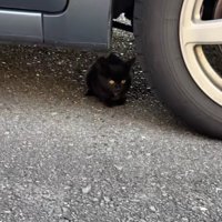 車の下に潜む黒猫