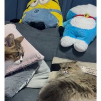 室内にいる猫