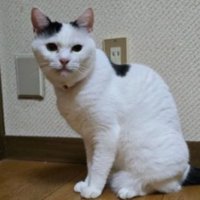 室内にいる猫