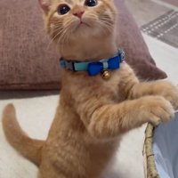 上を見る子猫