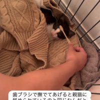 歯ブラシで撫でる