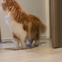 横を向く猫