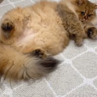 へそ天の茶猫