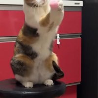 両方の前足でボールを掴む猫