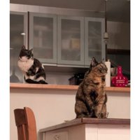 室内にいる猫たち