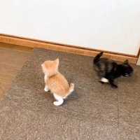歩く子猫と走る子猫