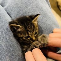 投稿主さんにお腹をくすぐられる子猫