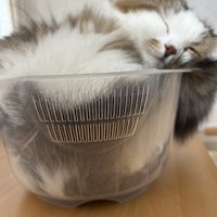小さいボウルの中に収まる猫