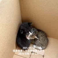 段ボールの中の赤ちゃん猫