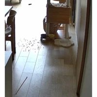猫とごはん皿