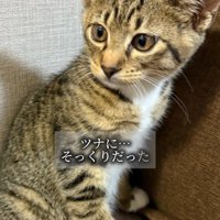 おすわりする子猫
