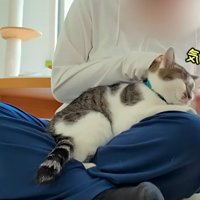 耳かきをされている猫