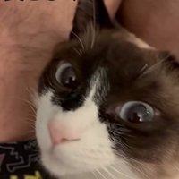 幸せそうな猫