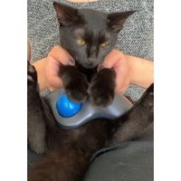 抱かれている猫