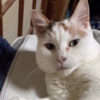 室内にいる猫