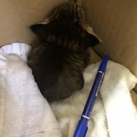 ペンの隣にいる子猫