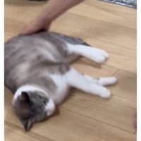寝転がっている猫