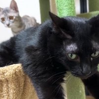 黒猫、背後にシルバータビー猫