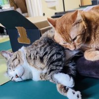 寄り添って寝るキジ白猫と茶トラ猫