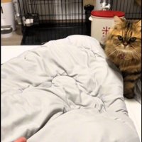 ベッドの上を歩いている猫