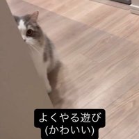 壁際から覗き込んでいる猫