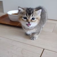 鳴いている子猫