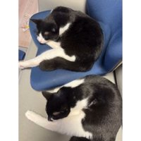 室内にいる猫