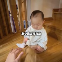階段を降りていく猫を見つめる赤ちゃん