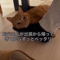 穏やかな時間を過ごす猫と家族たち