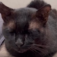 目を瞑る黒猫
