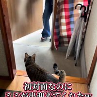 迎える猫