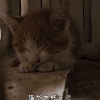 目を閉じる子猫