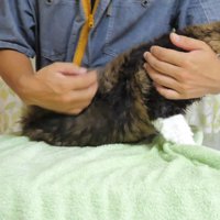 手ぐし