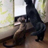 窓の外を眺めている猫の写真2