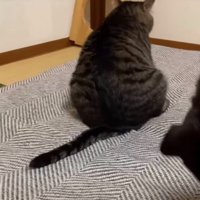 お尻歩きする猫2
